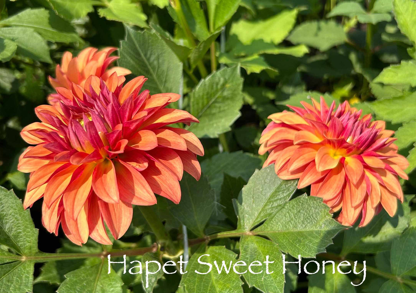 Hapet Sweet Honey Tuber