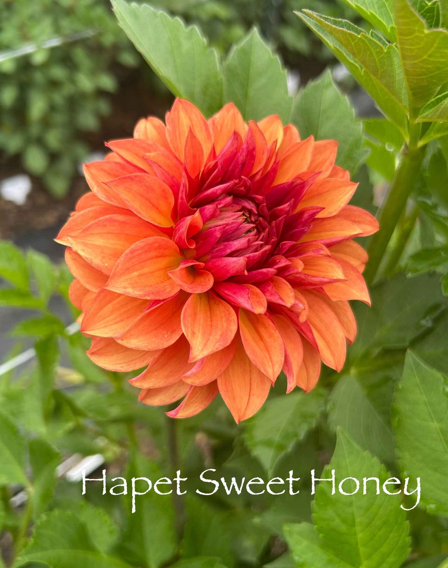 Hapet Sweet Honey Tuber