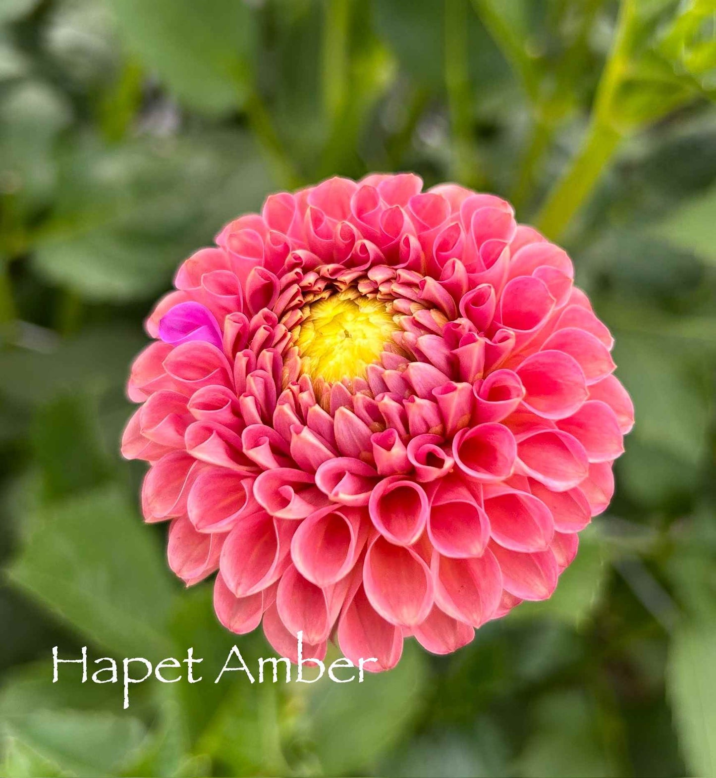 Hapet Amber Tuber