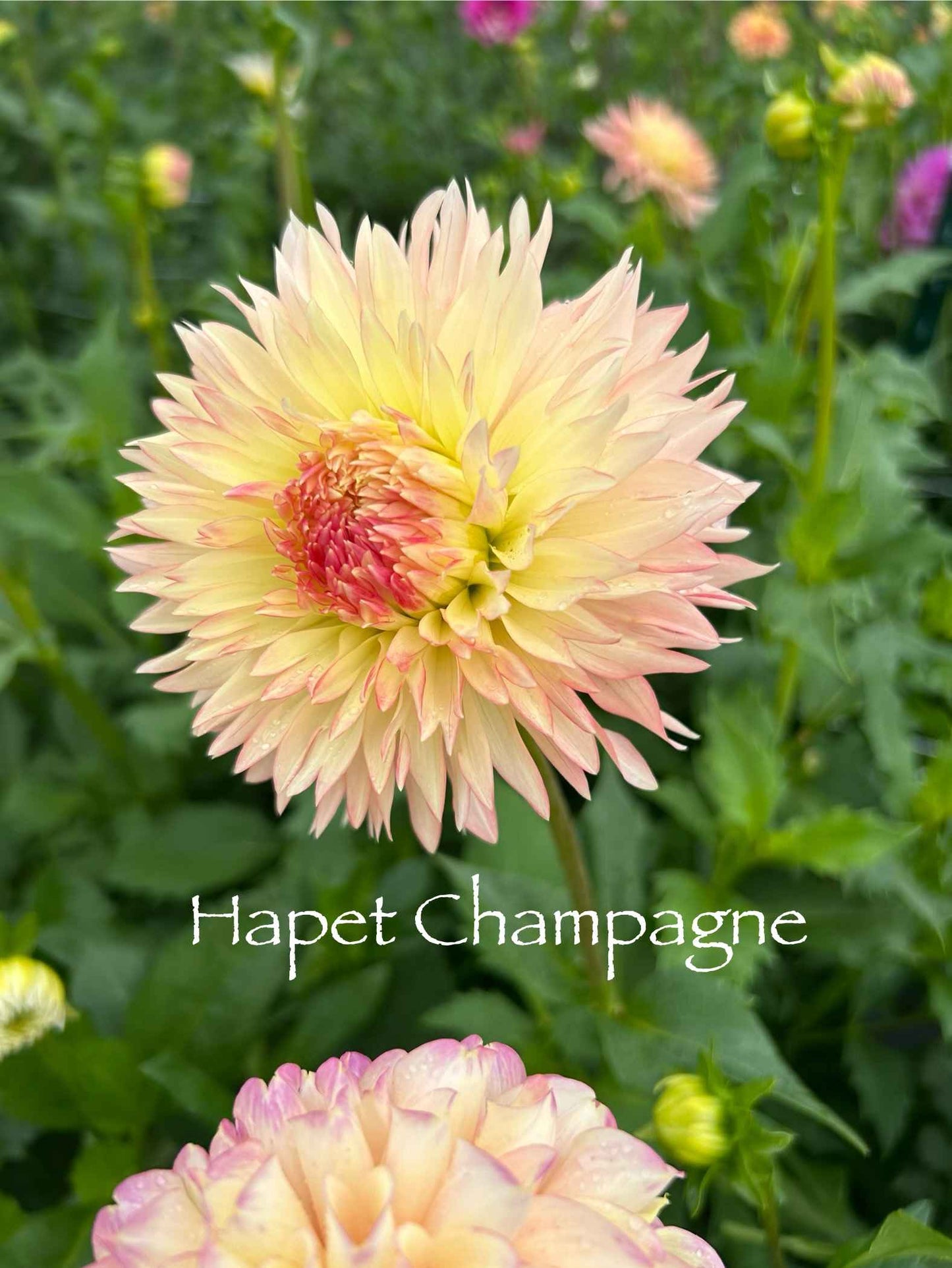 Hapet Champagne Tuber