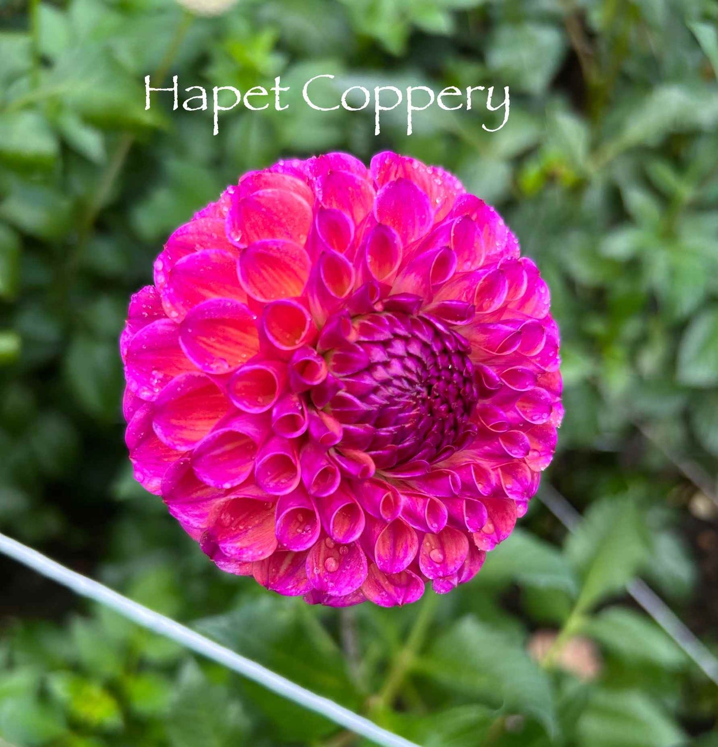 Hapet Coppery Tuber