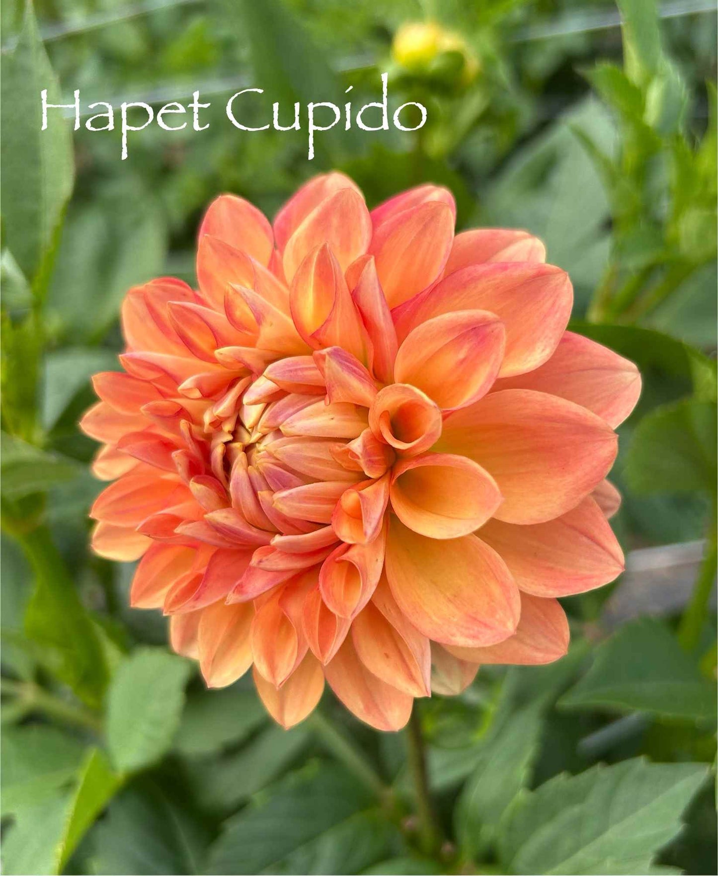 Hapet Cupido Tuber