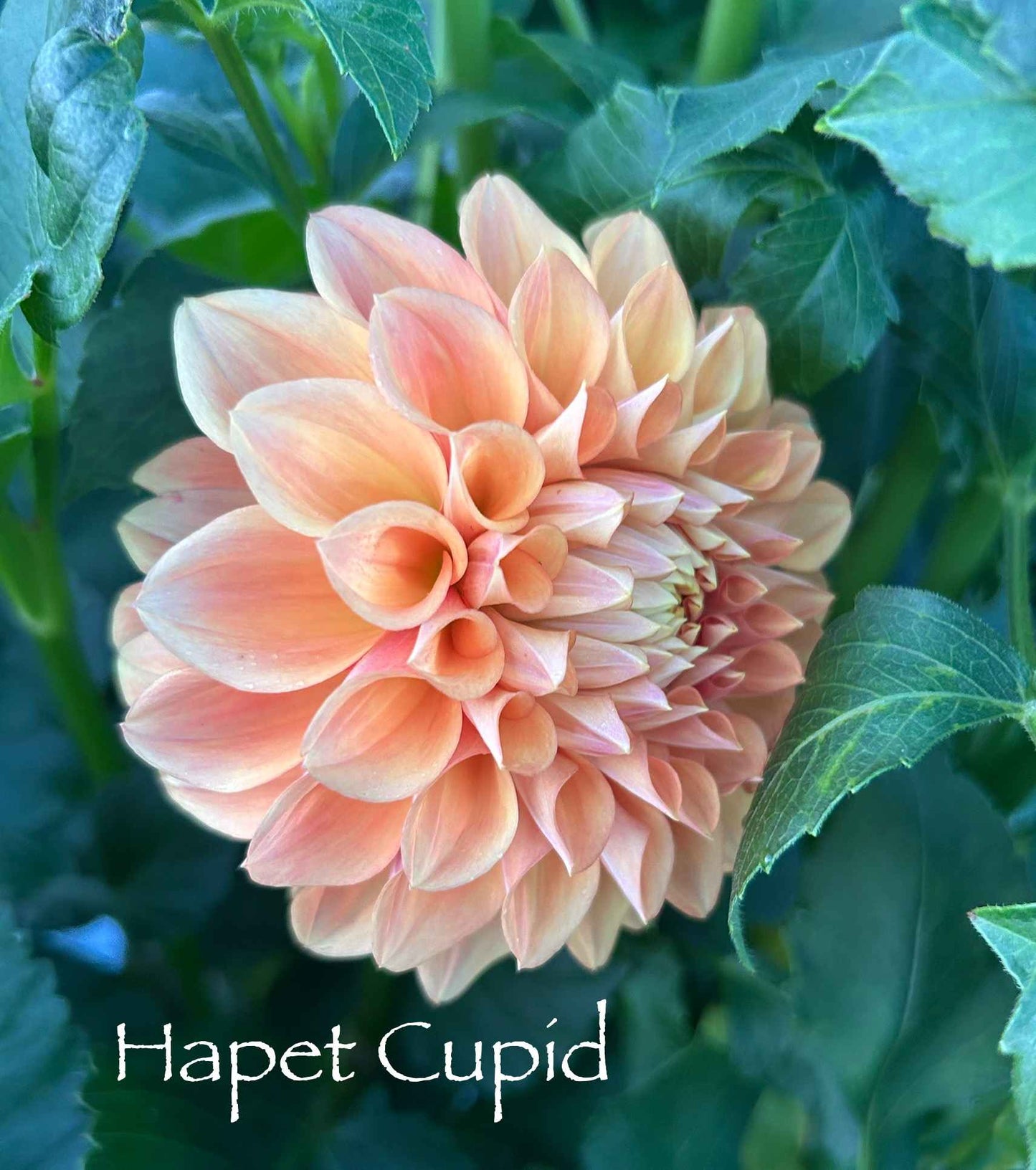 Hapet Cupido Tuber