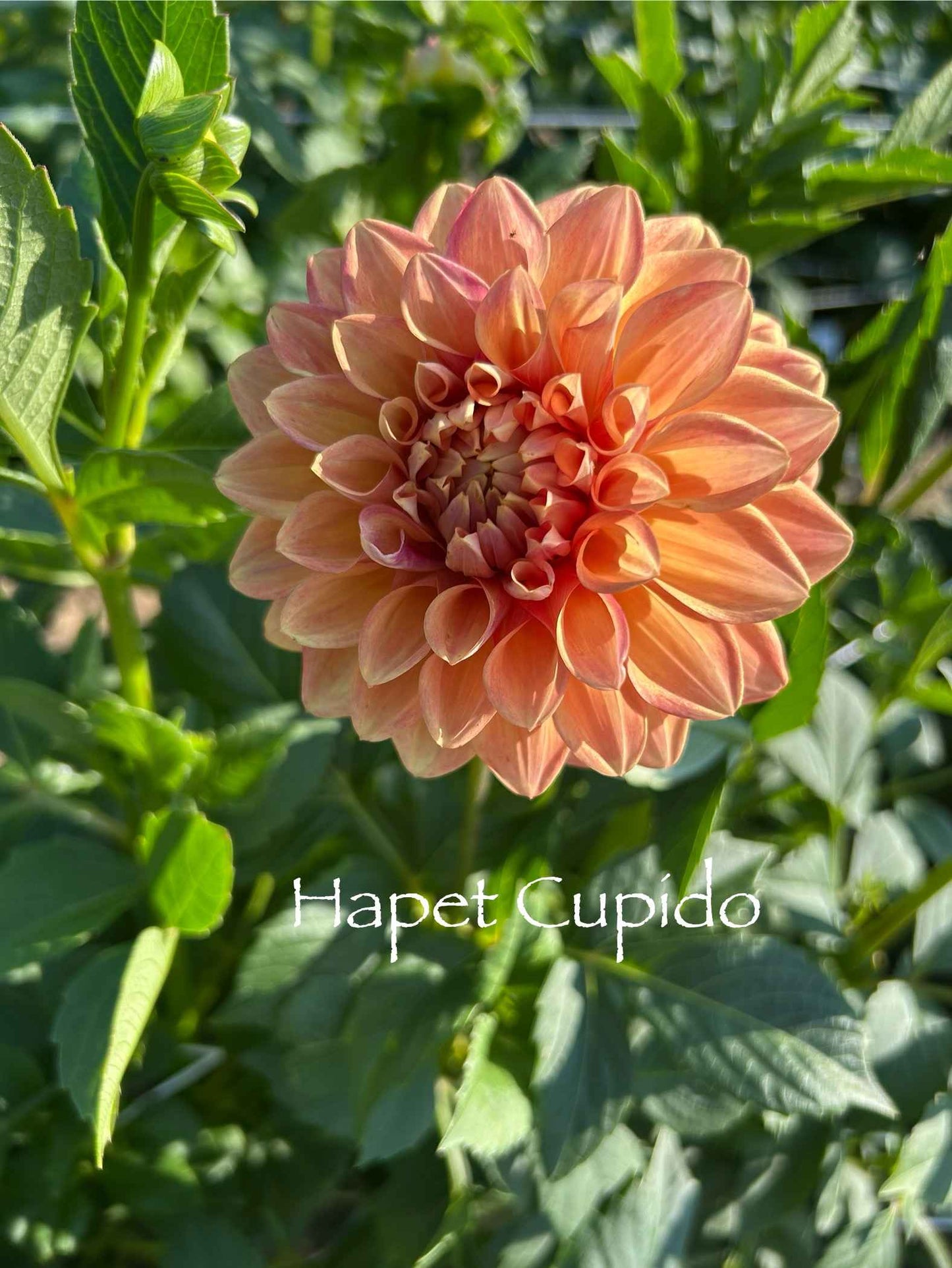 Hapet Cupido Tuber