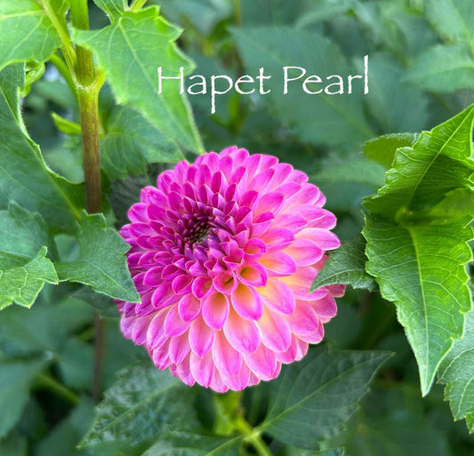 Hapet Pearl Tuber