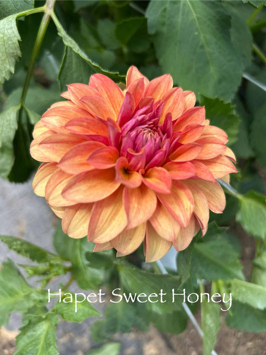 Hapet Sweet Honey Tuber