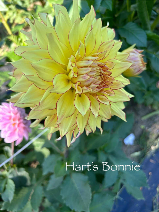 Hart's Bonnie Tuber