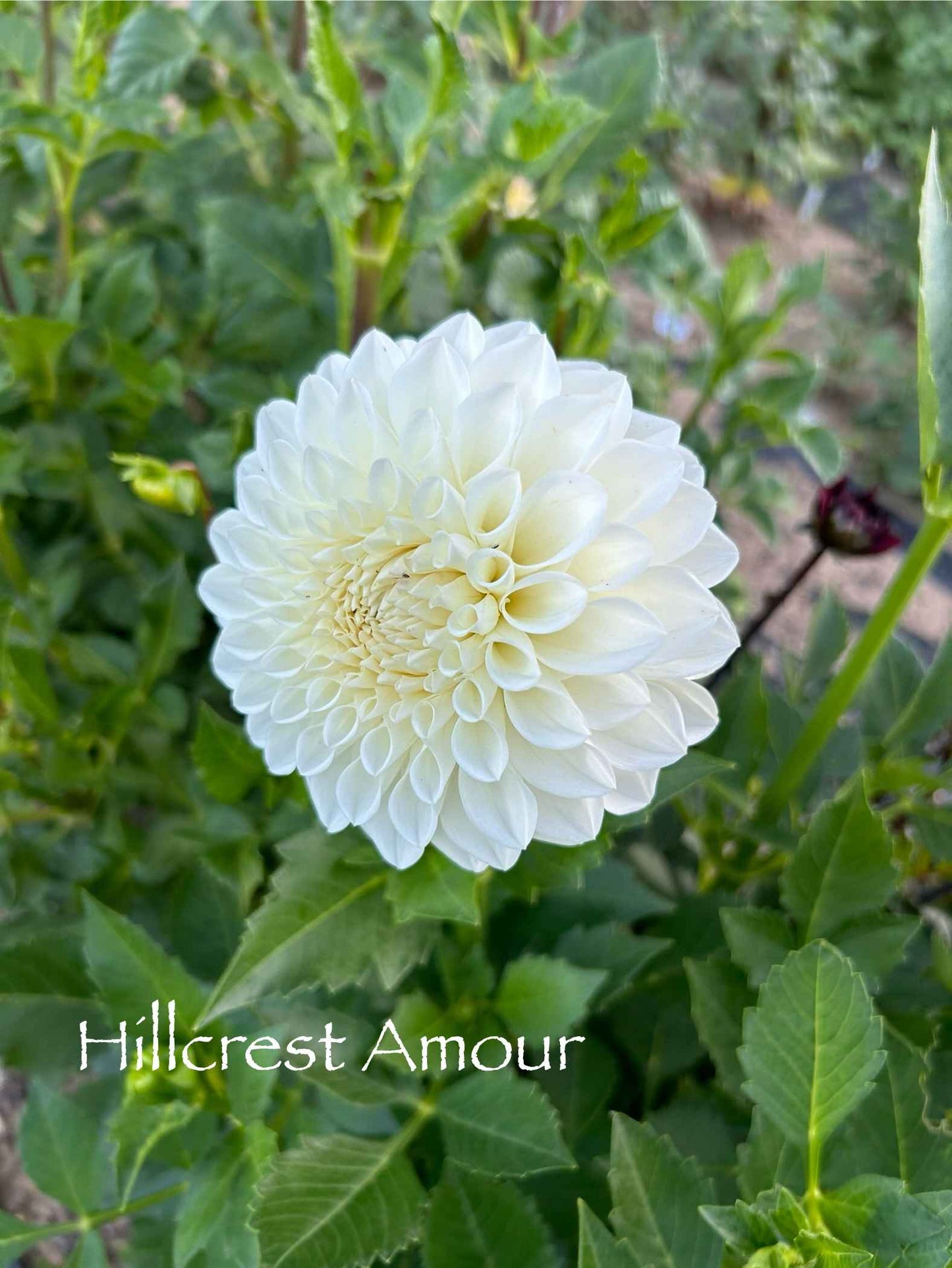 Hillcrest Amour Tuber