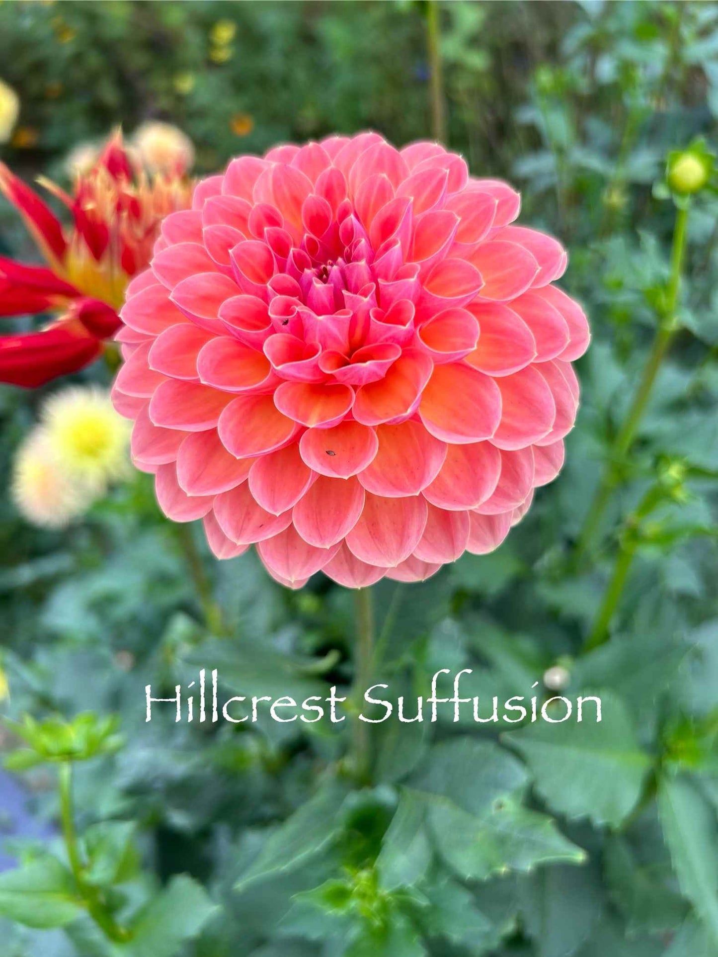 Hillcrest Suffusion Tuber