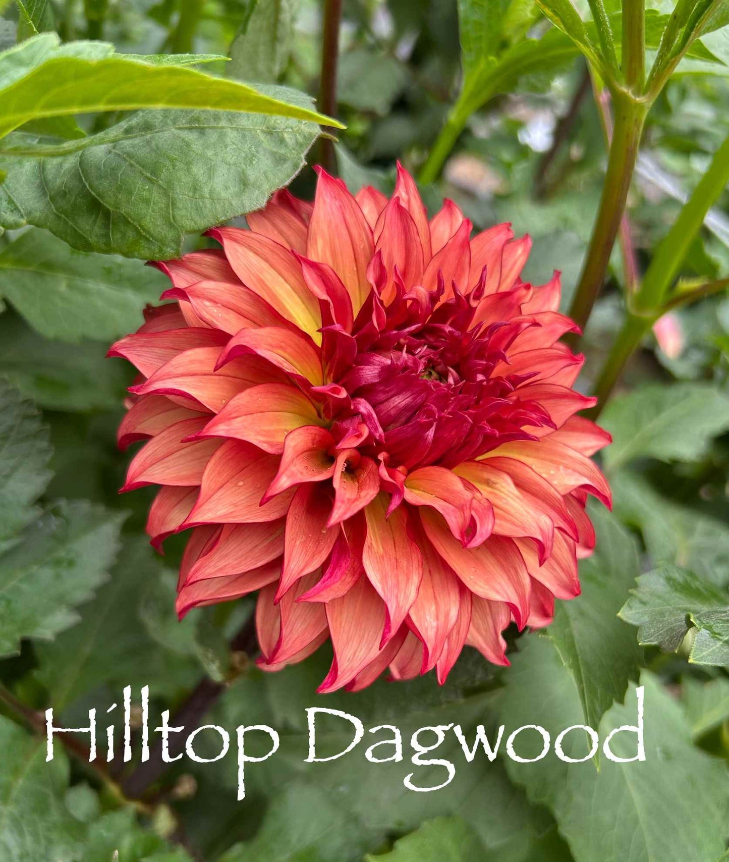 Hilltop Dagwood Tuber
