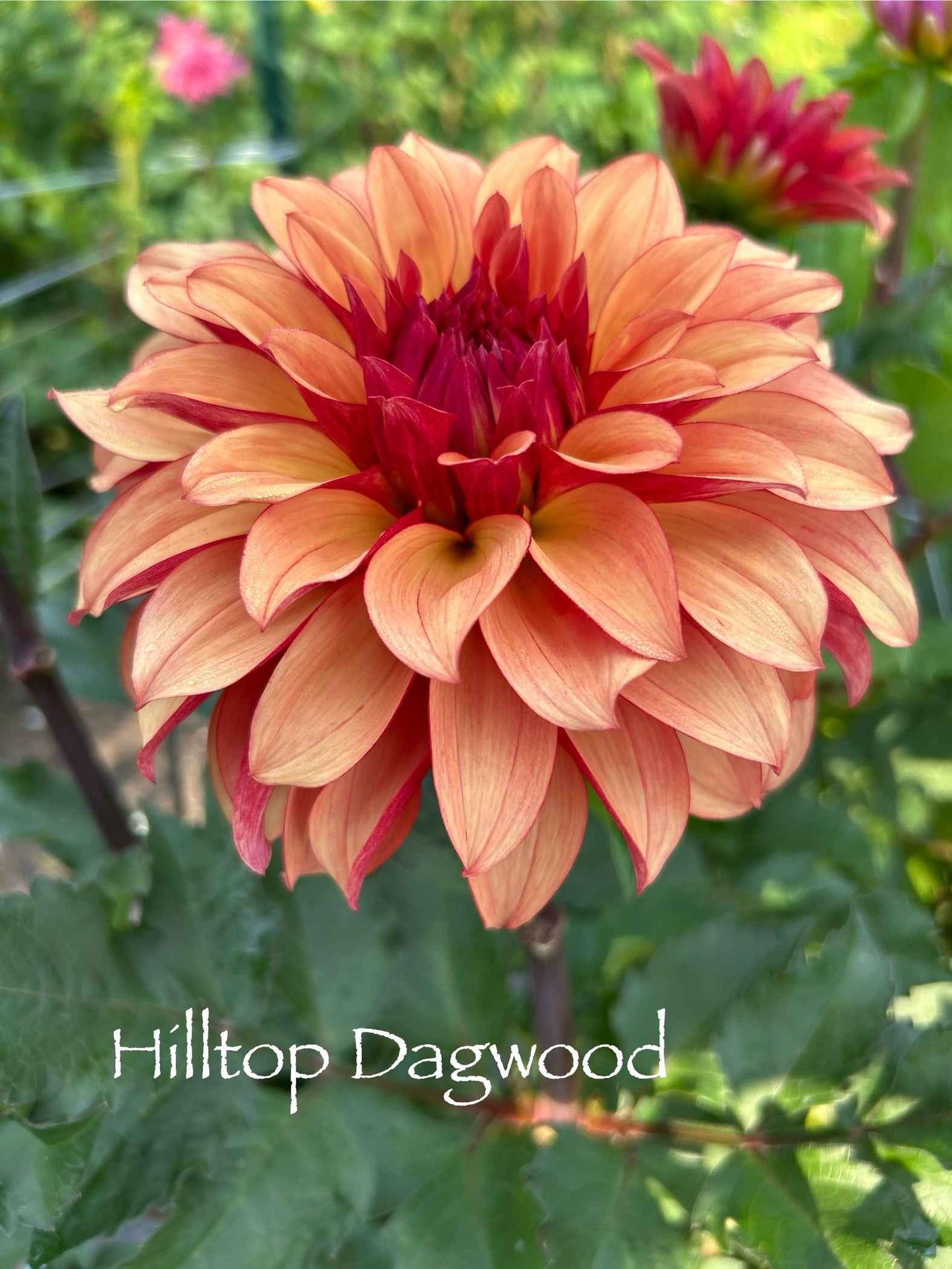 Hilltop Dagwood Tuber