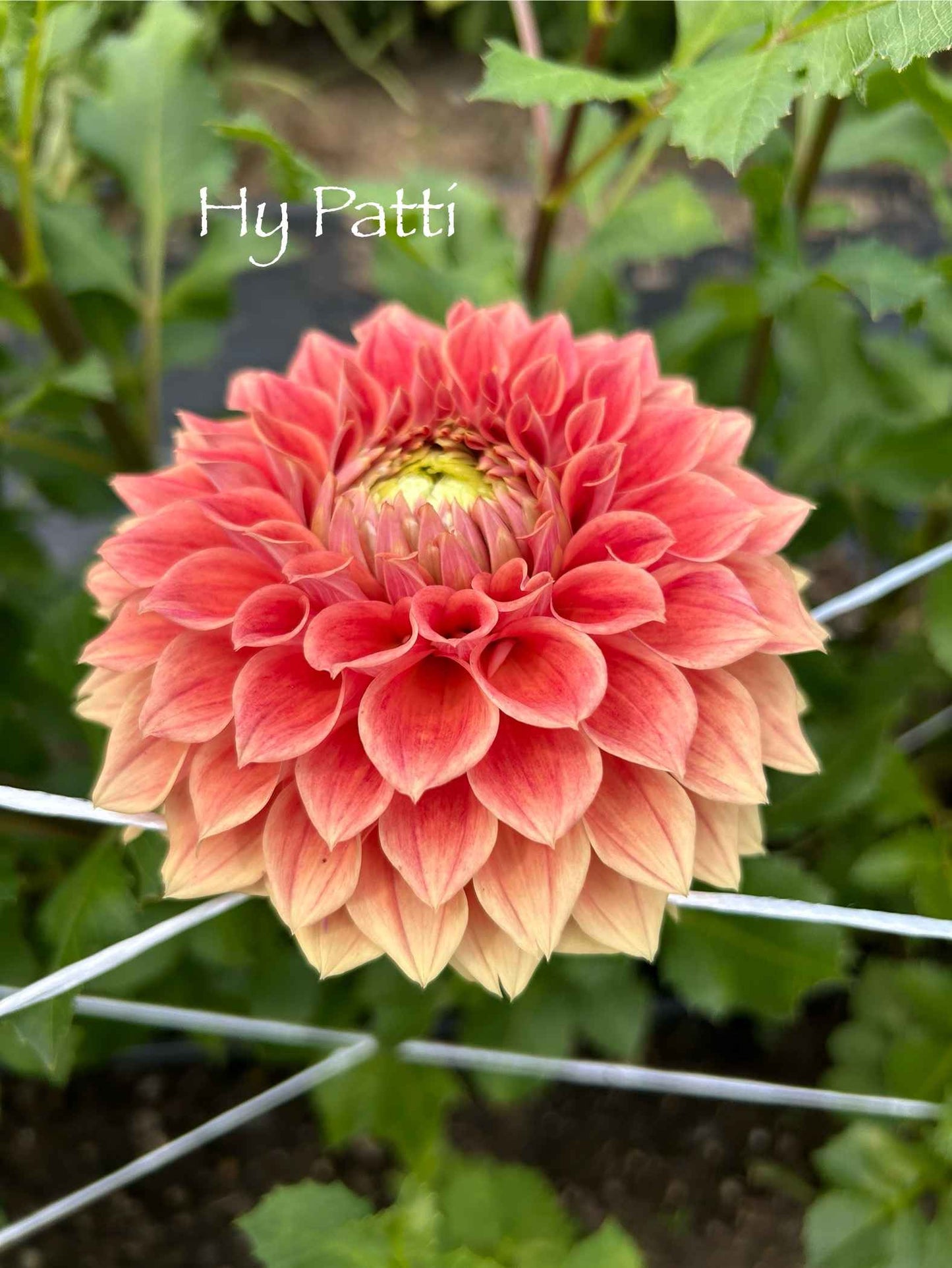 Hy Patti Tuber