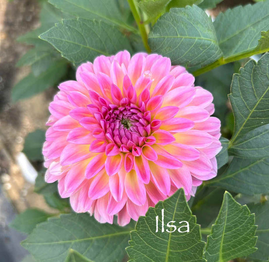 Ilsa Tuber