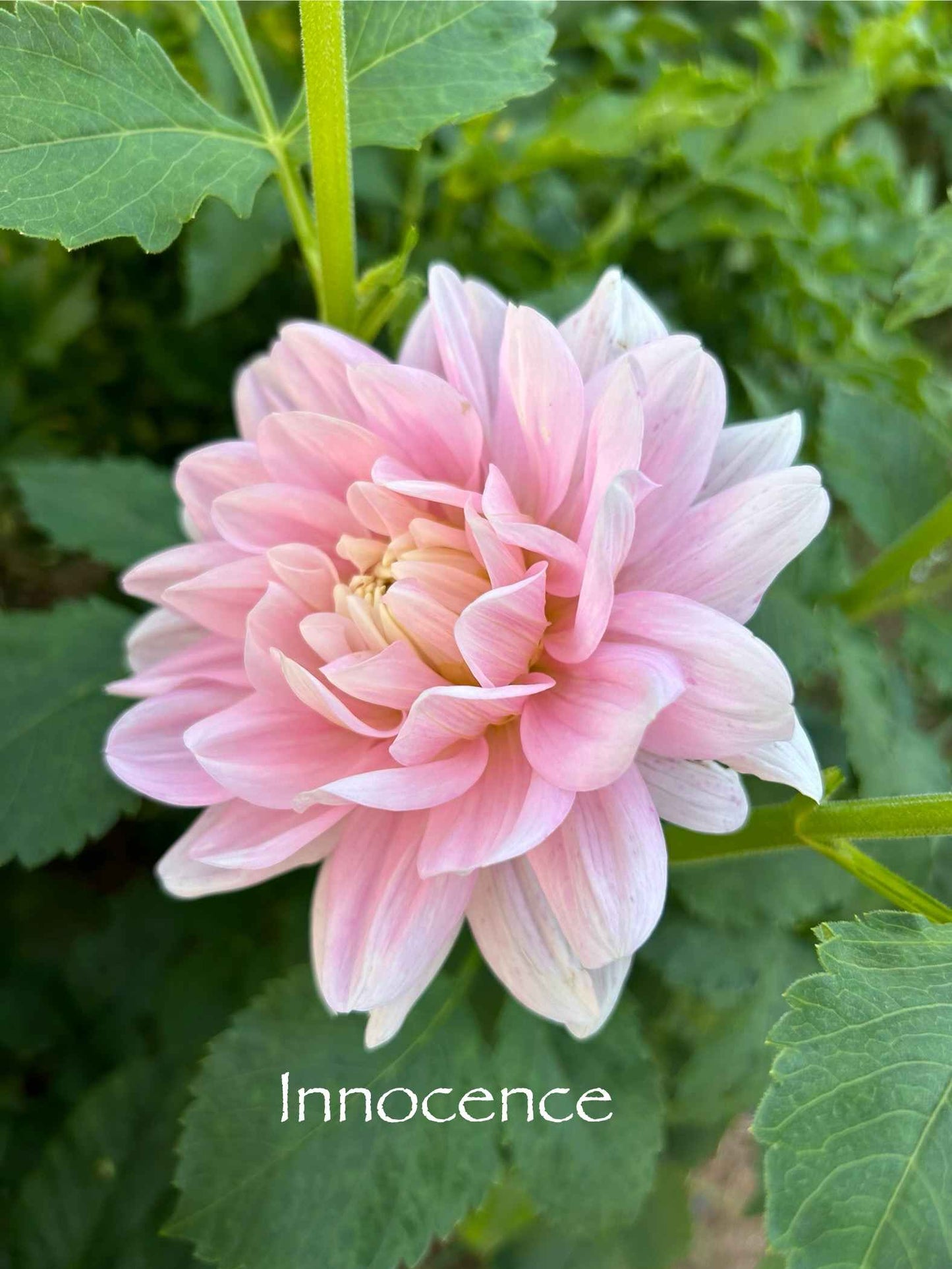 Innocence Tuber