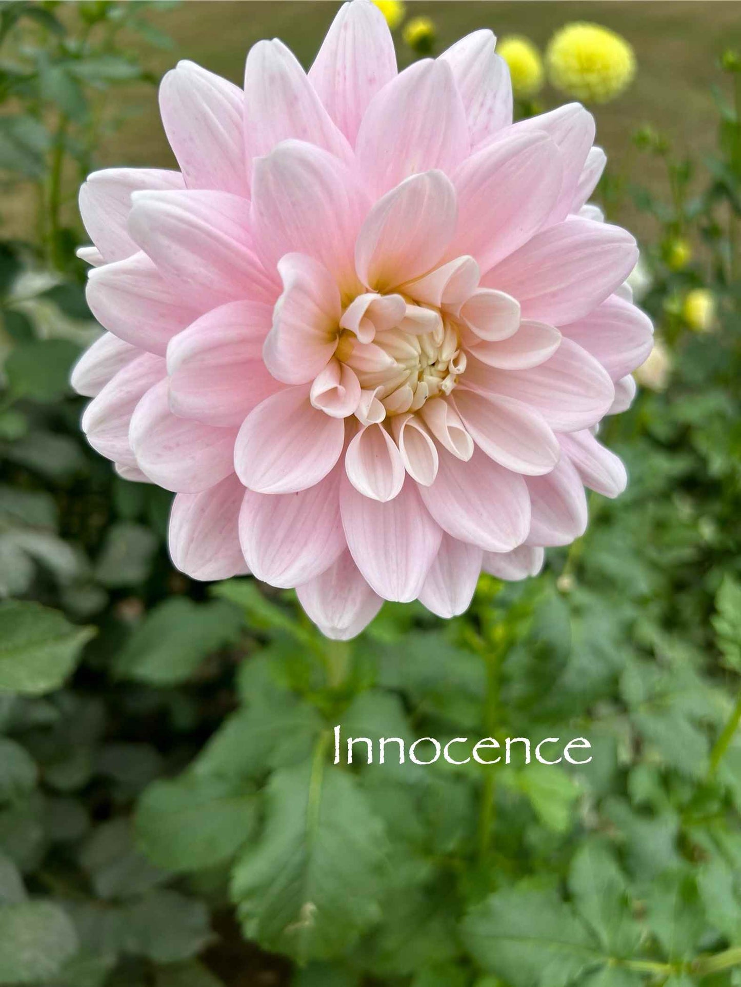 Innocence Tuber
