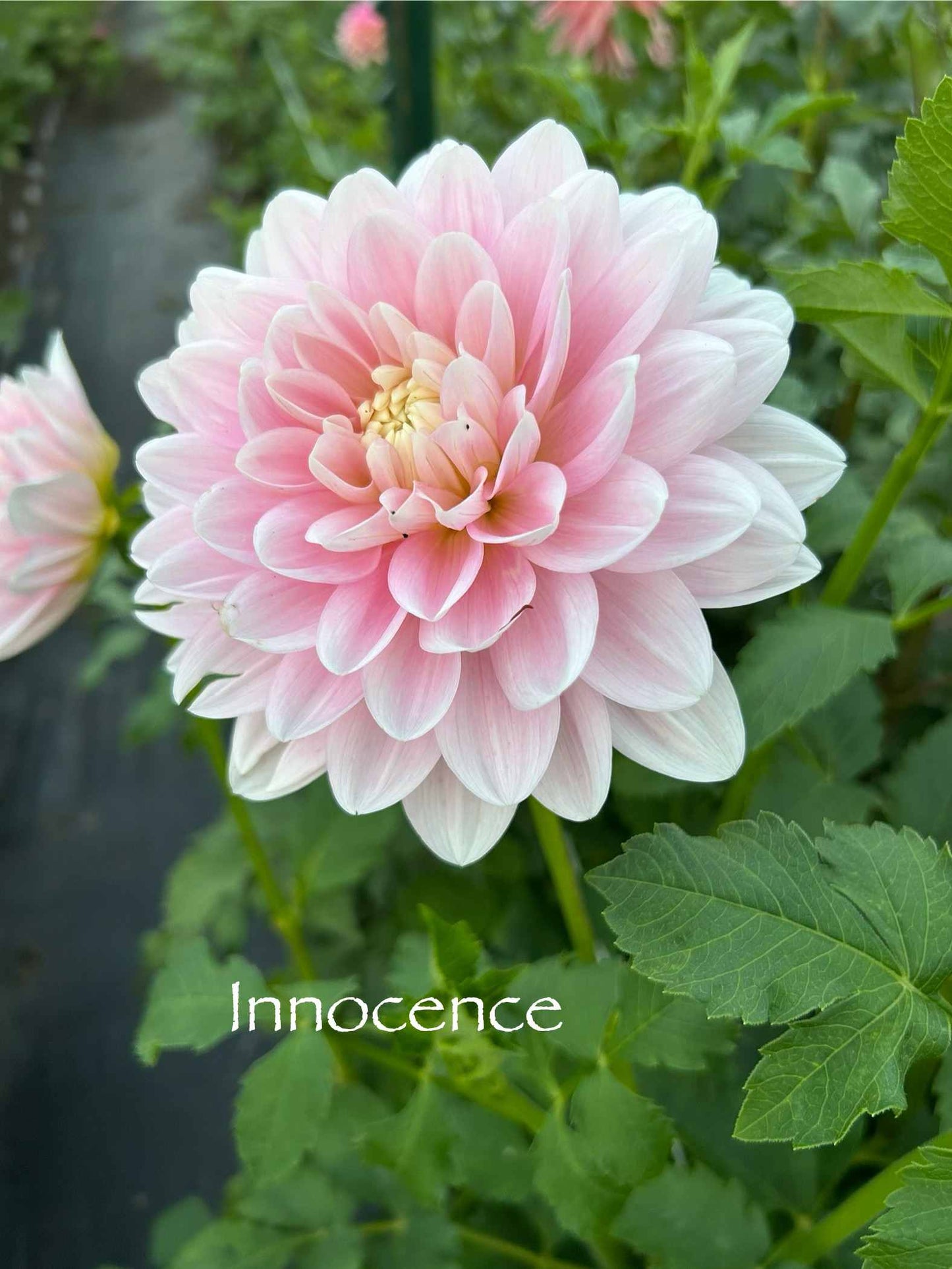Innocence Tuber