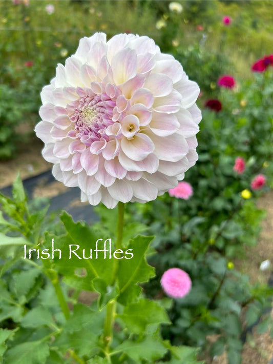 Irish Ruffles Tuber