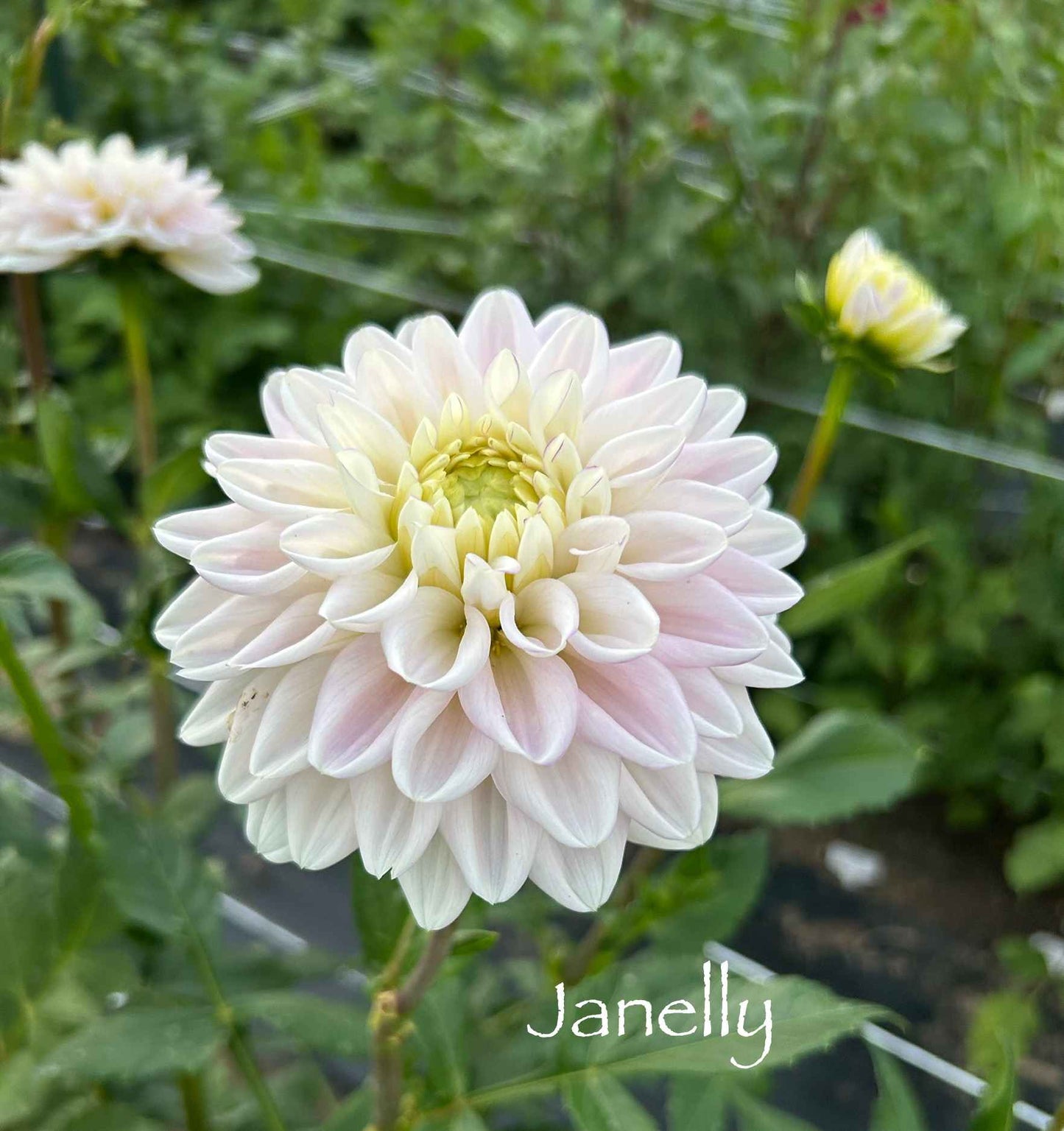 Janelly Tuber
