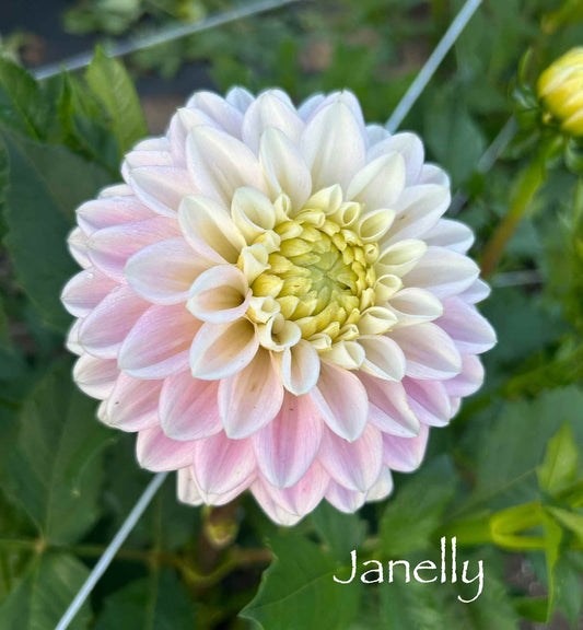 Janelly Tuber