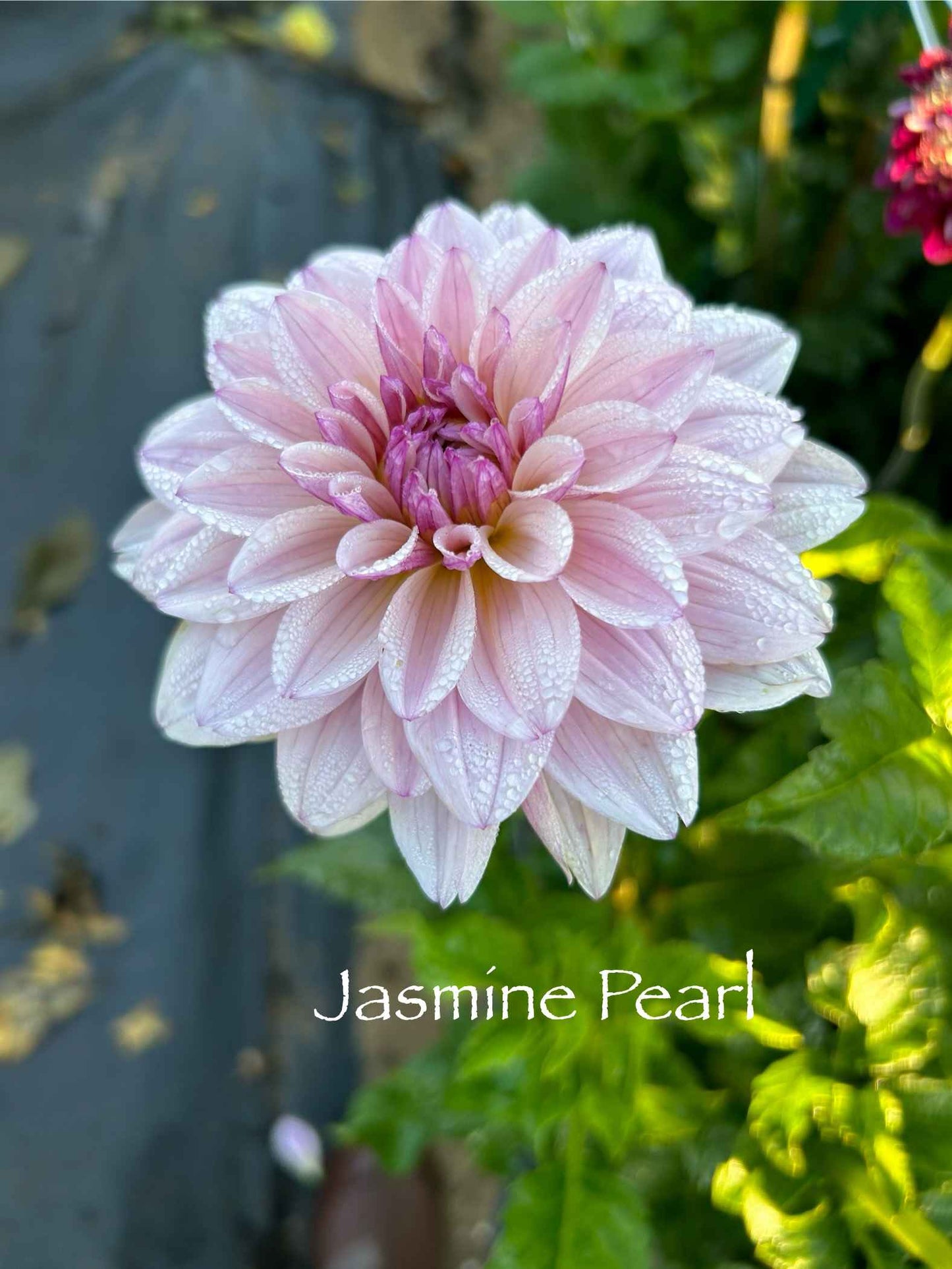 Jasmine Pearl Tuber