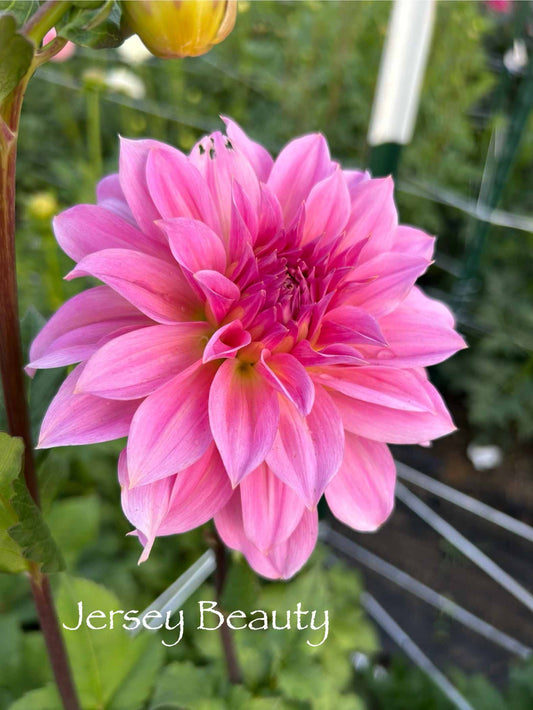 Jersey Beauty Tuber
