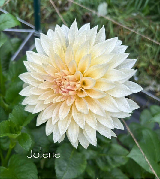 Cafe Au Lait Mini (Jolene) Tuber