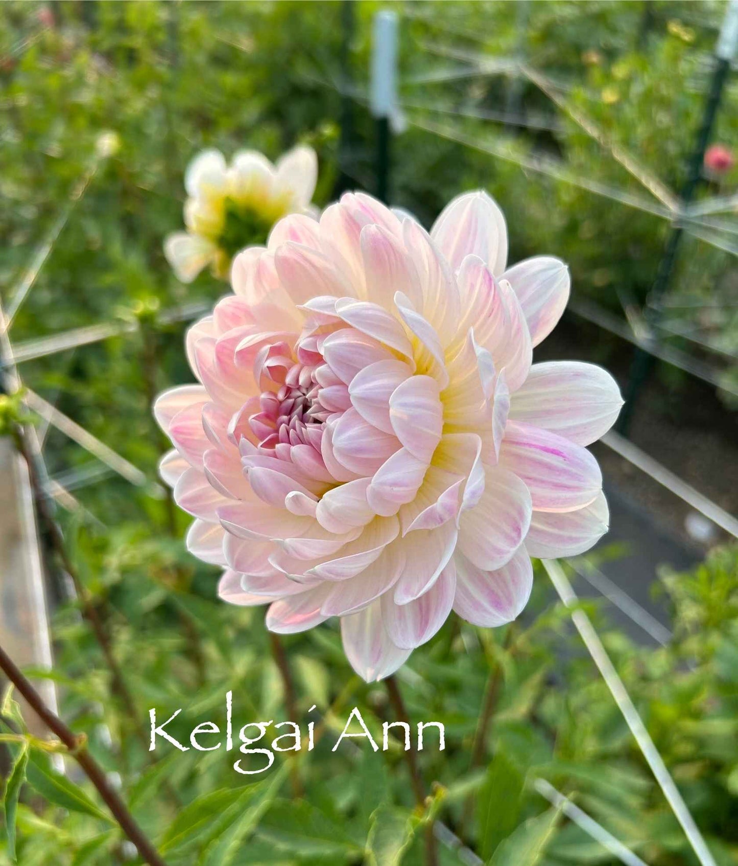 Kelgai Ann Tuber