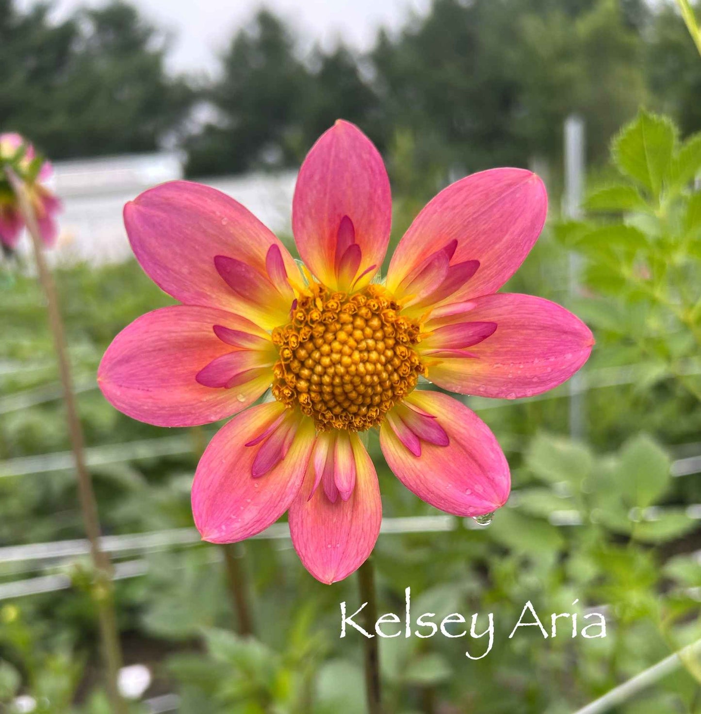 Kelsey Aria Tuber
