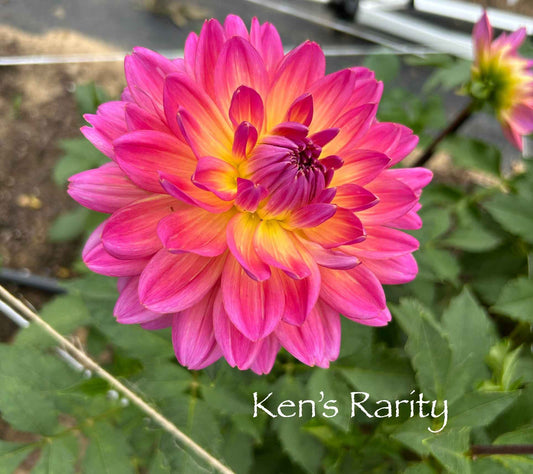 Ken's Rarity Tuber