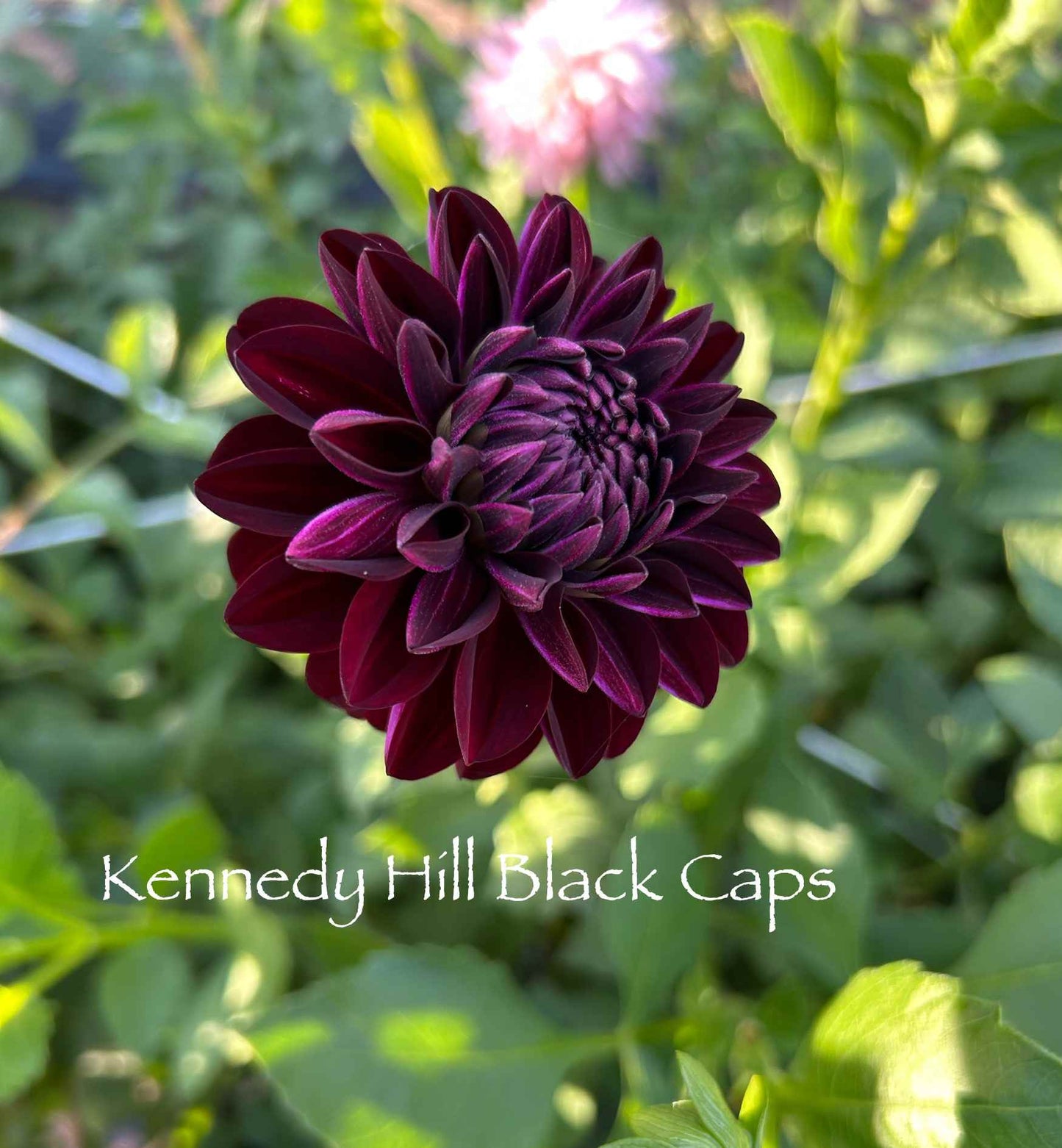 Kennedy Hill Black Caps Tuber