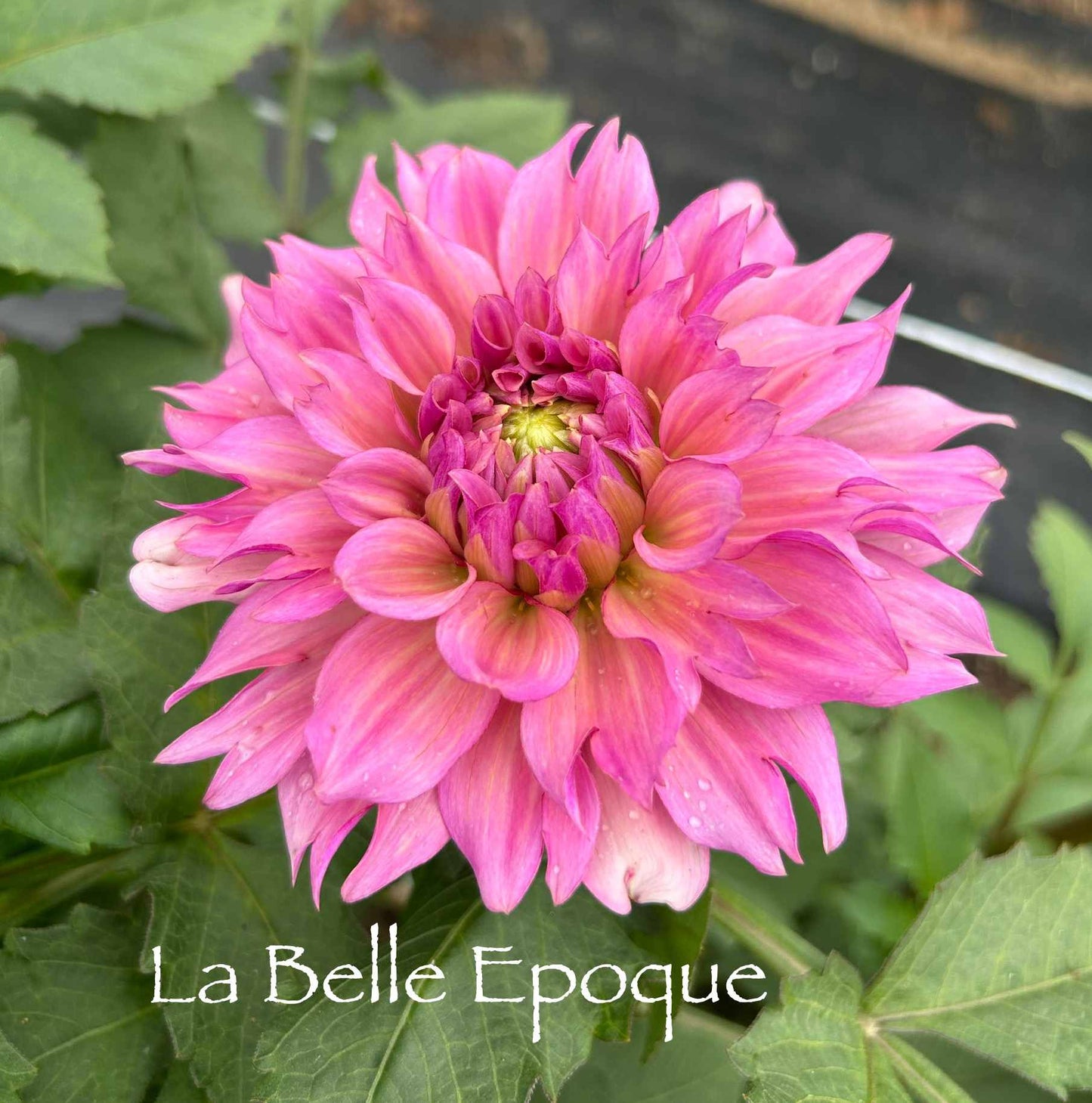 La Belle Epoque Tuber