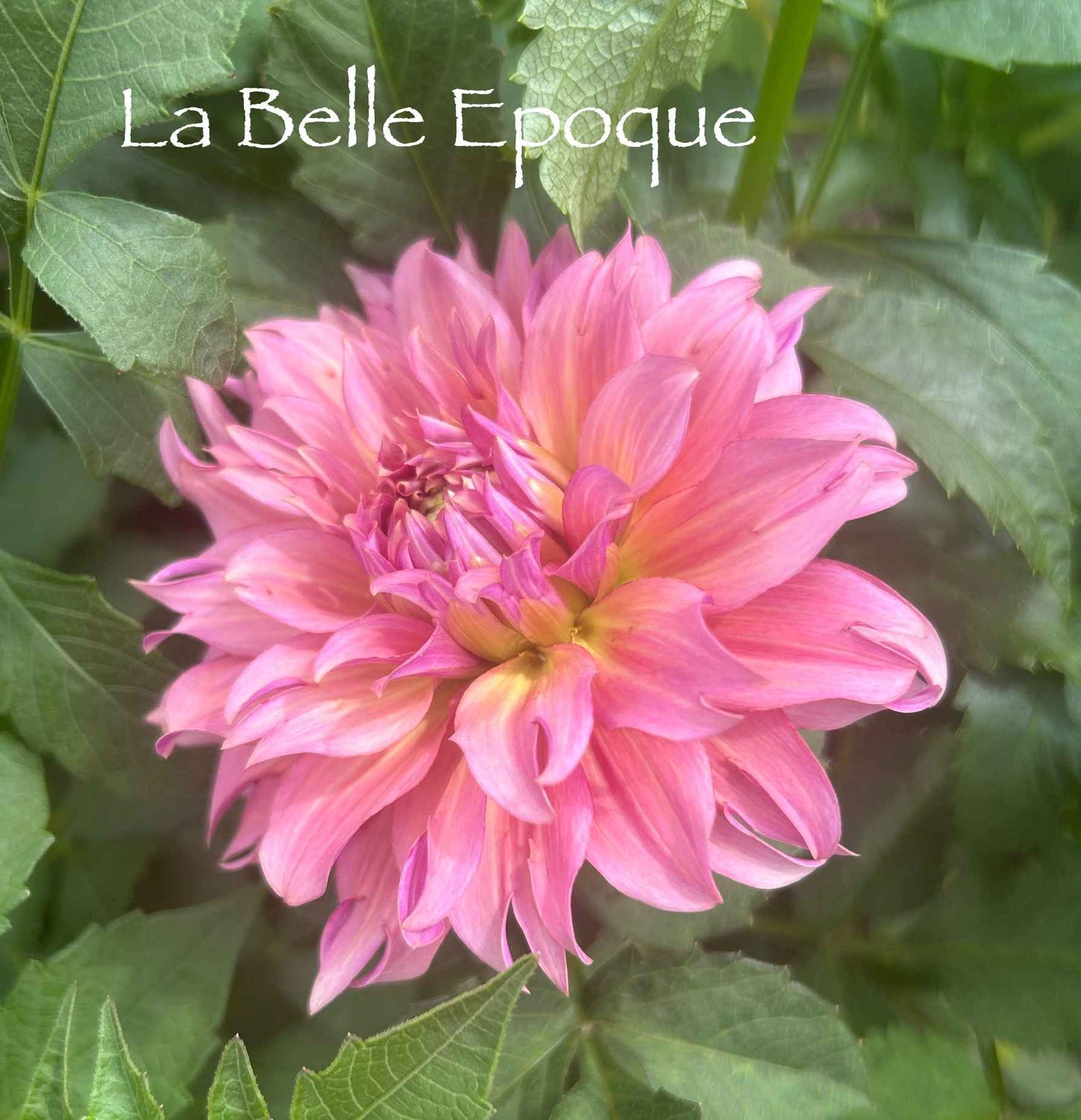La Belle Epoque Tuber