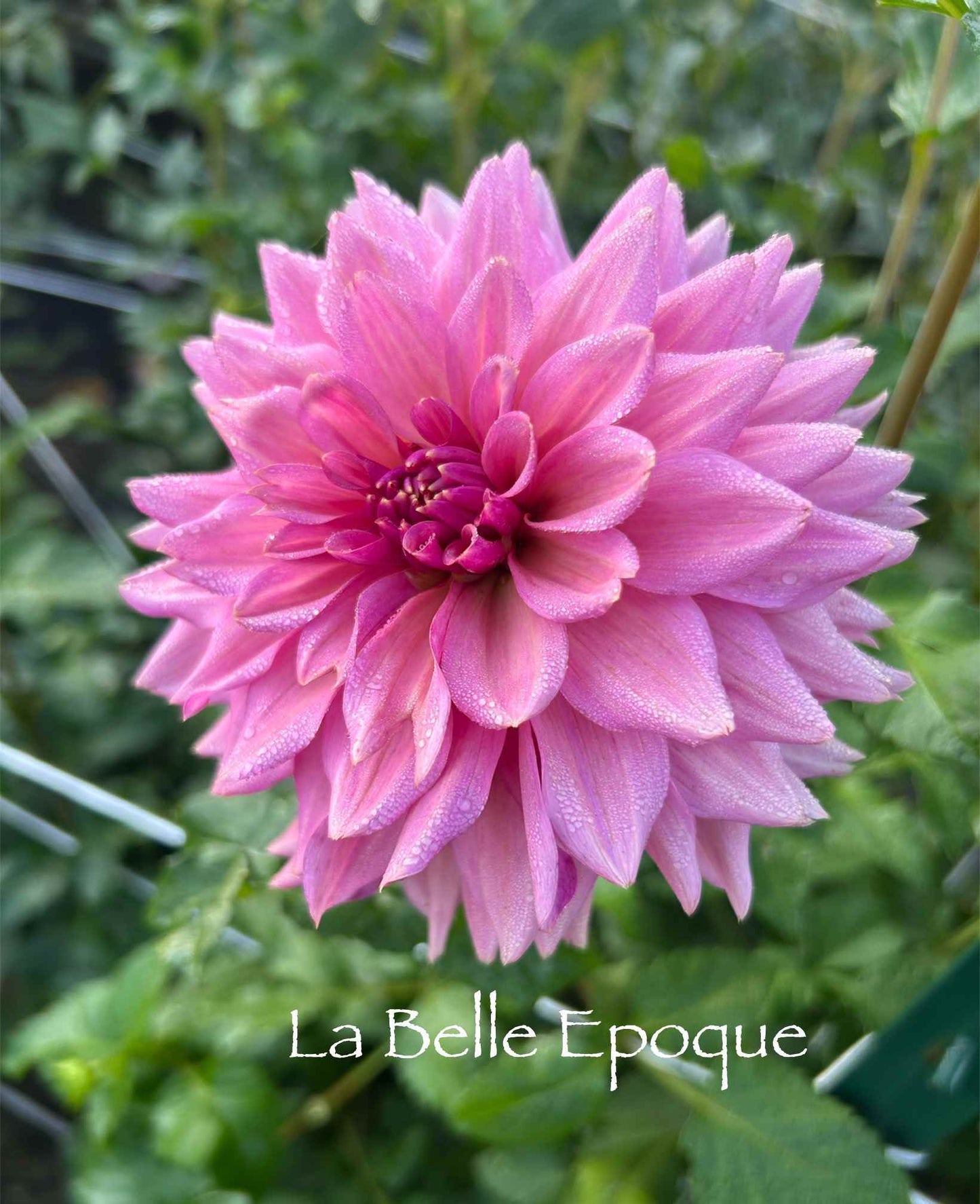 La Belle Epoque Tuber