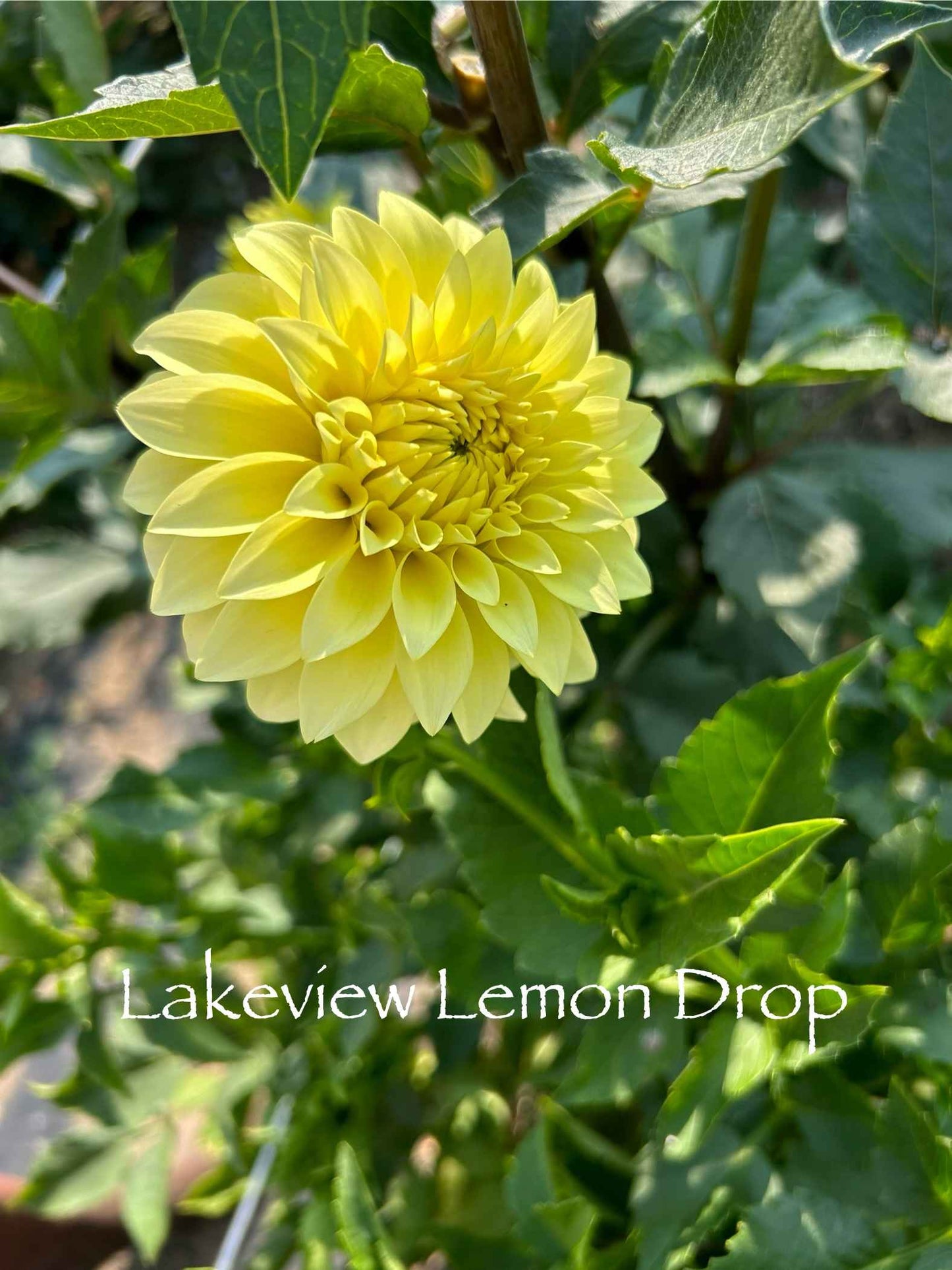 Lakeview Lemon Drop Tuber