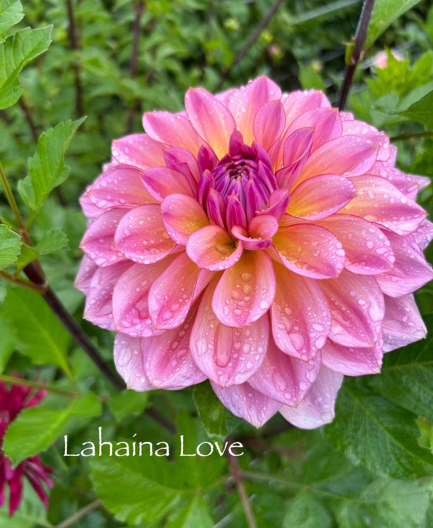 Lahaina Love Tuber