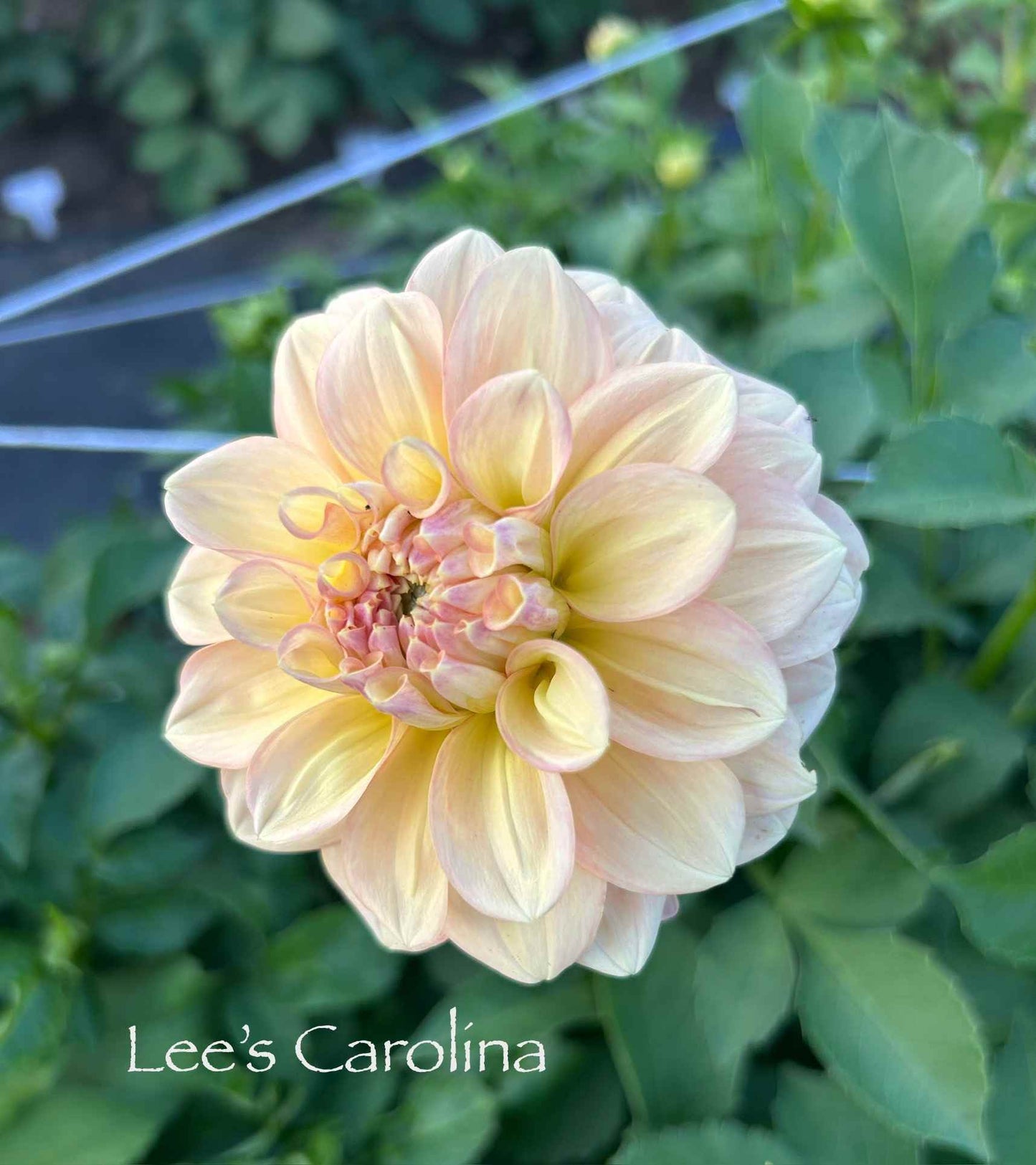 Lee's Carolina Tuber