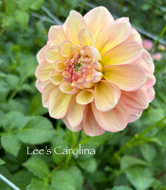 Lee's Carolina Tuber