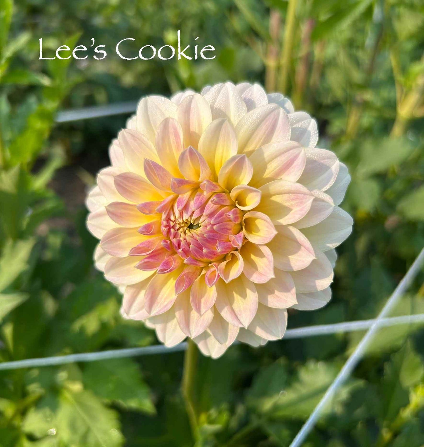 Lee's Cookie Tuber