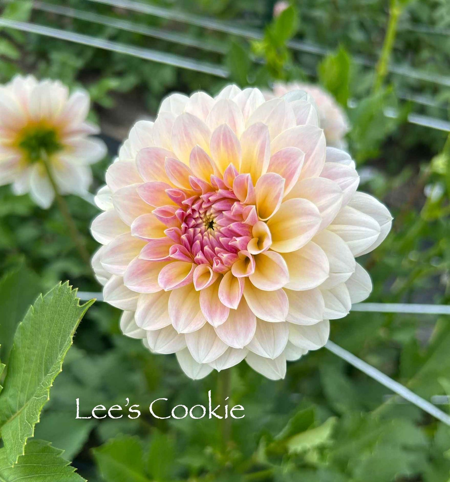 Lee's Cookie Tuber