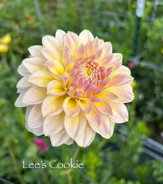Lee's Cookie Tuber
