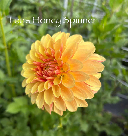 Lee's Honey Spinner Tuber