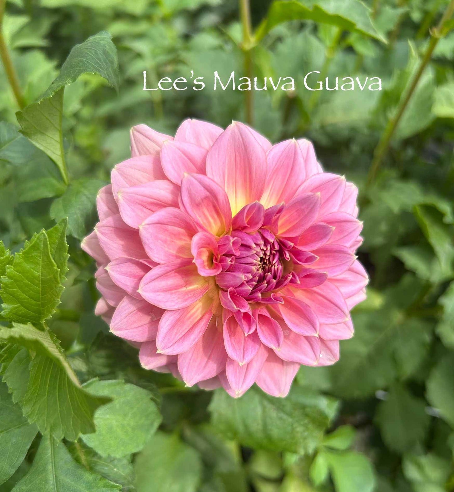 Lee's Mauva Guava Tuber