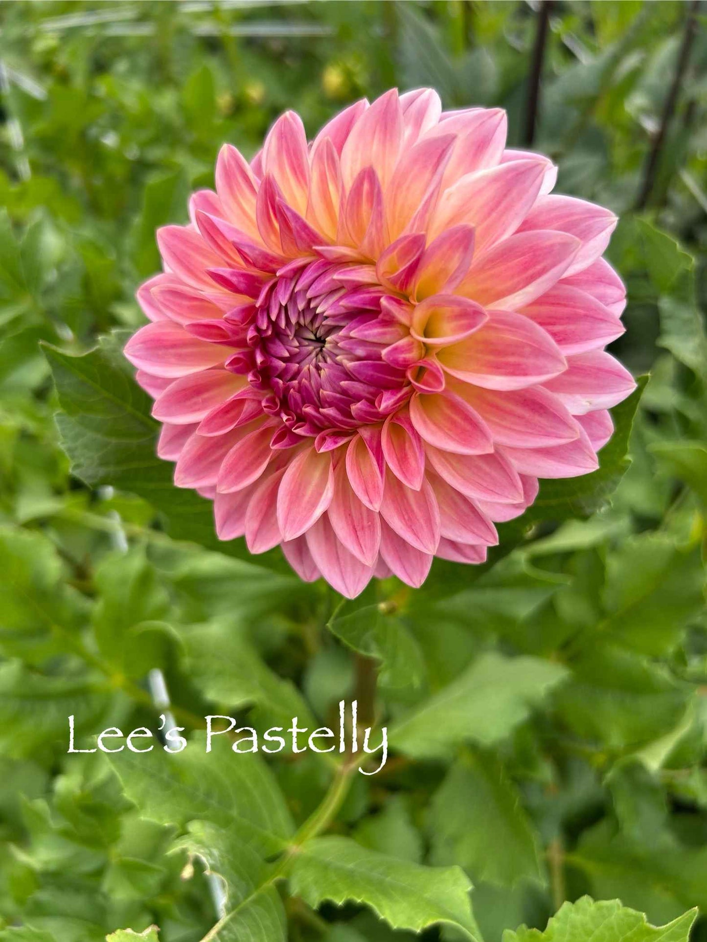 Lee's Pastelly Tuber