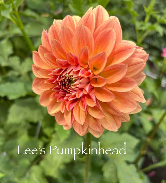 Lee's Pumpkinhead Tuber