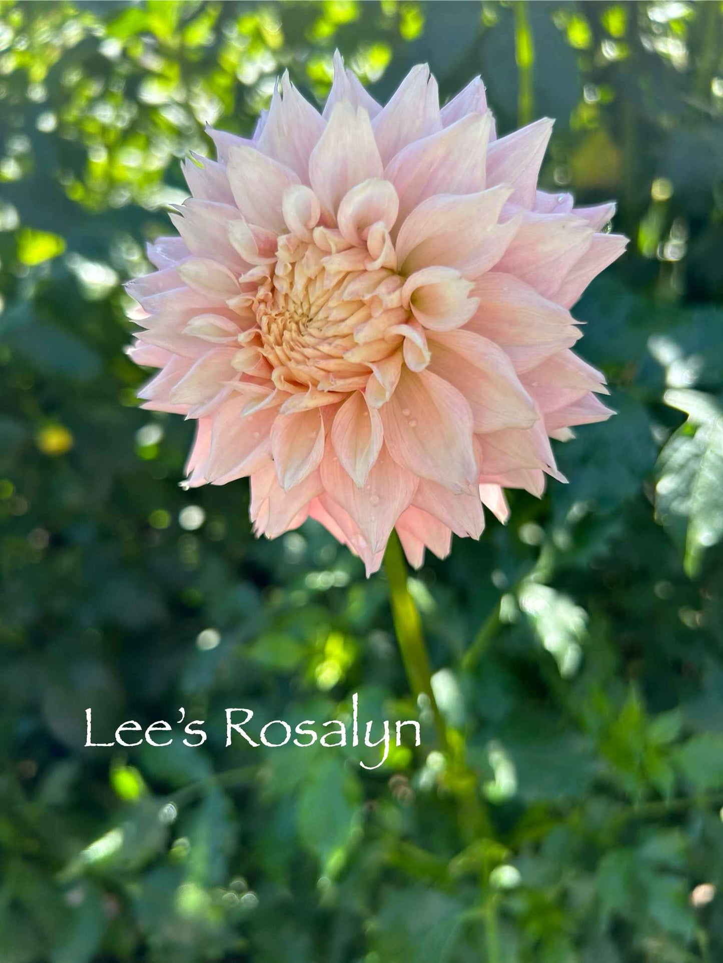 Lee's Rosalyn Rooted Cutting