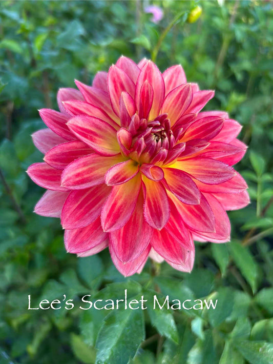 Lee's Scarlet Macaw Tuber