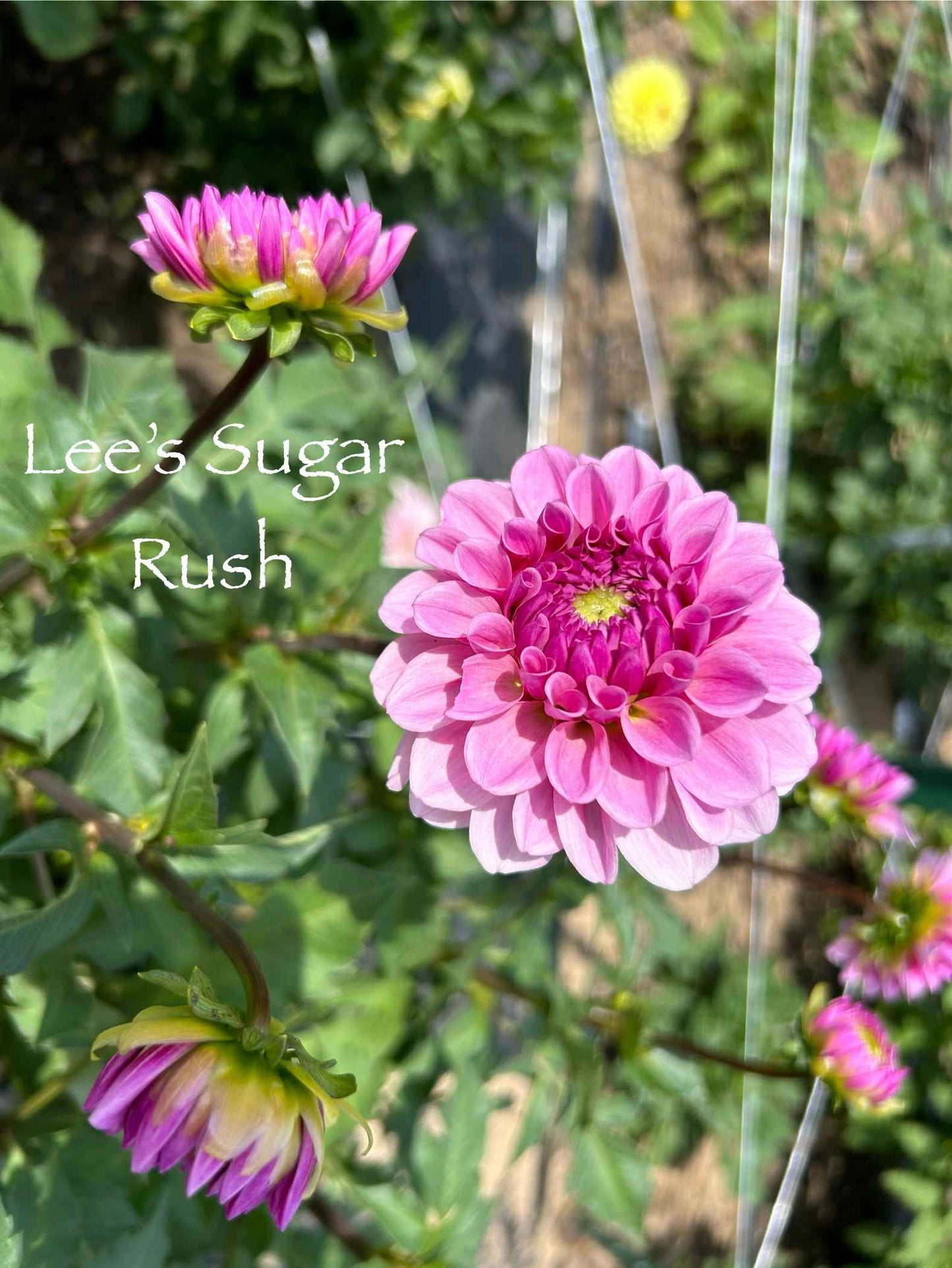 Lee's Sugar Rush Tuber