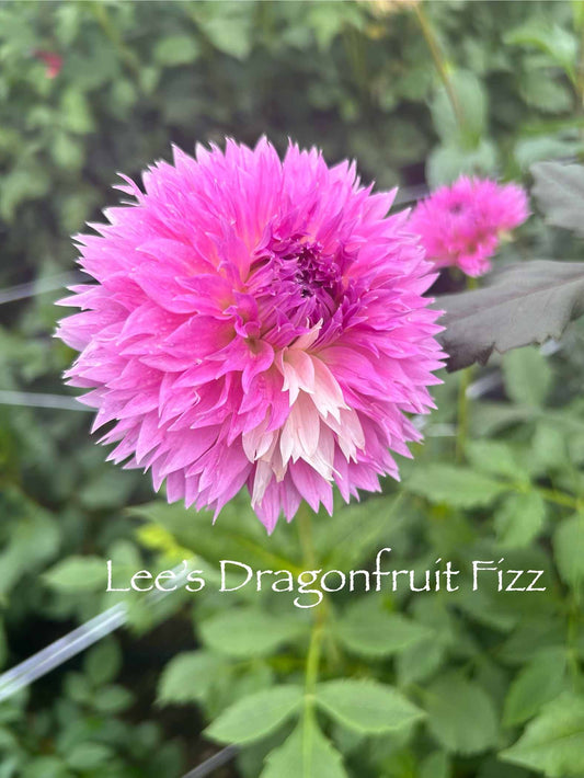 Lee's Dragonfruit Fizz Tuber