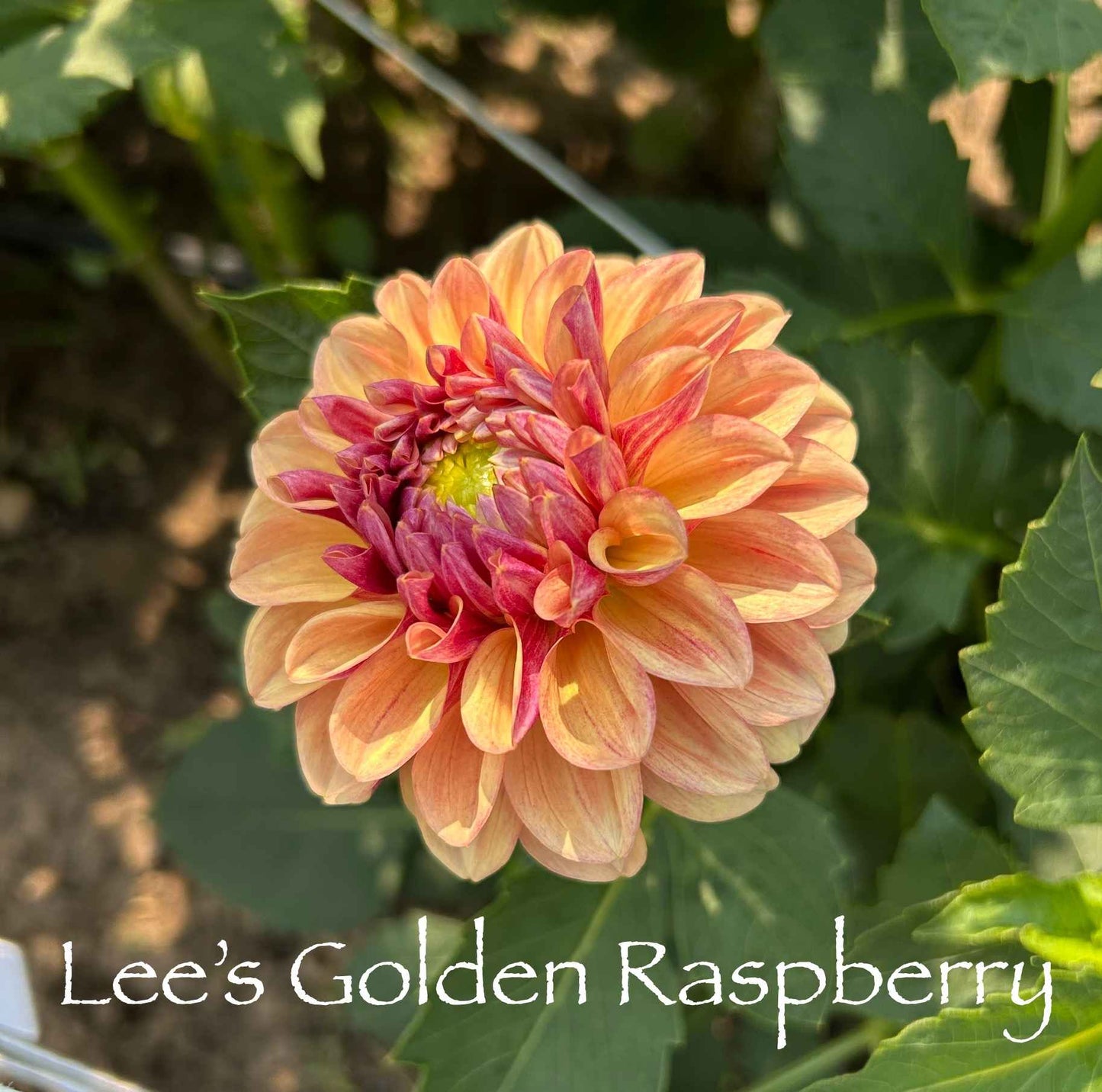 Lee's Golden Raspberry Tuber
