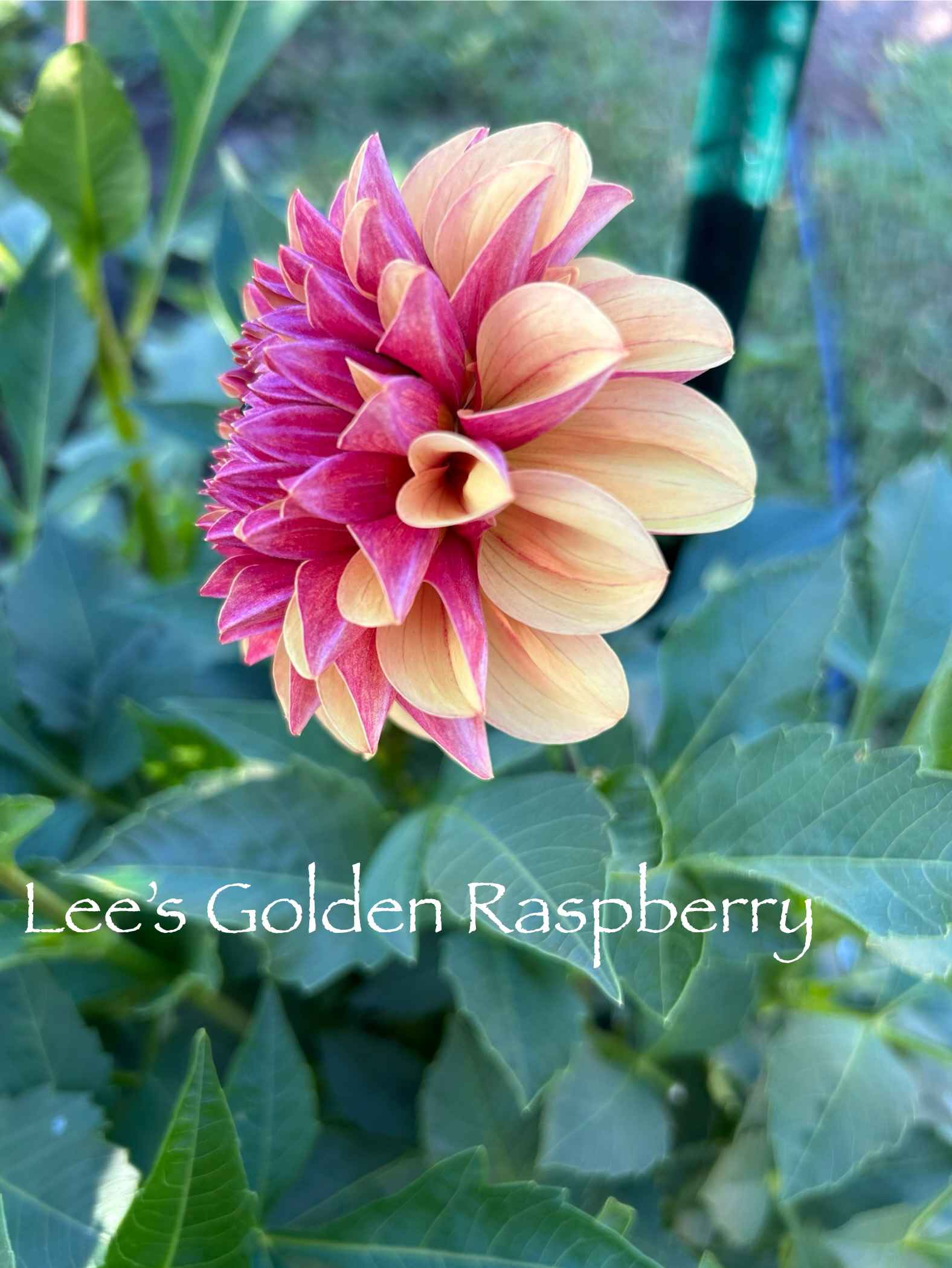 Goolden Raspberry Lee's Golden Raspberry Tuber – The Sleeping Bear Dahlia Farm
